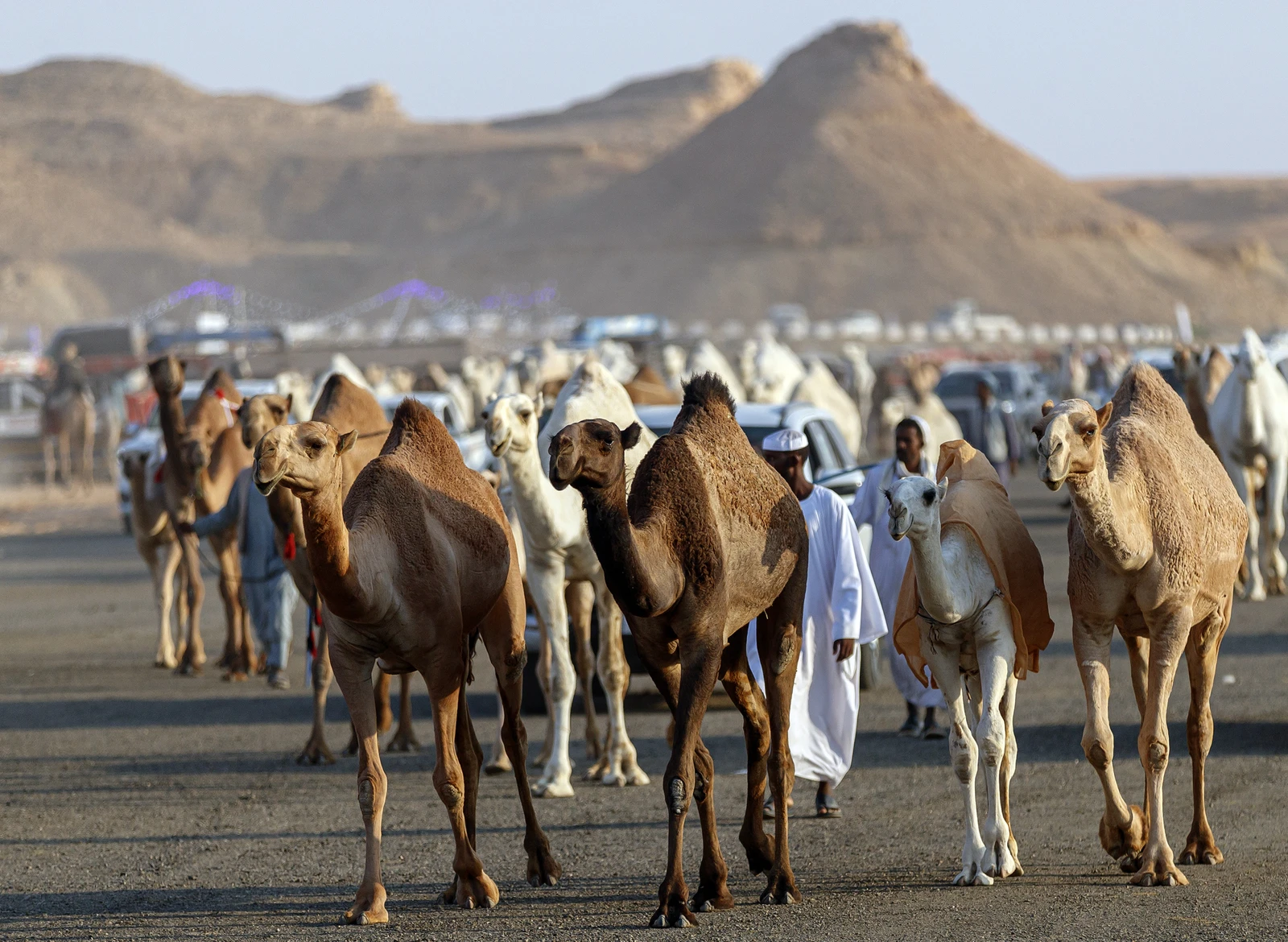 مزاد عنيزة للإبل يعرض 100 مطية يوميا ويعزز الاقتصاد