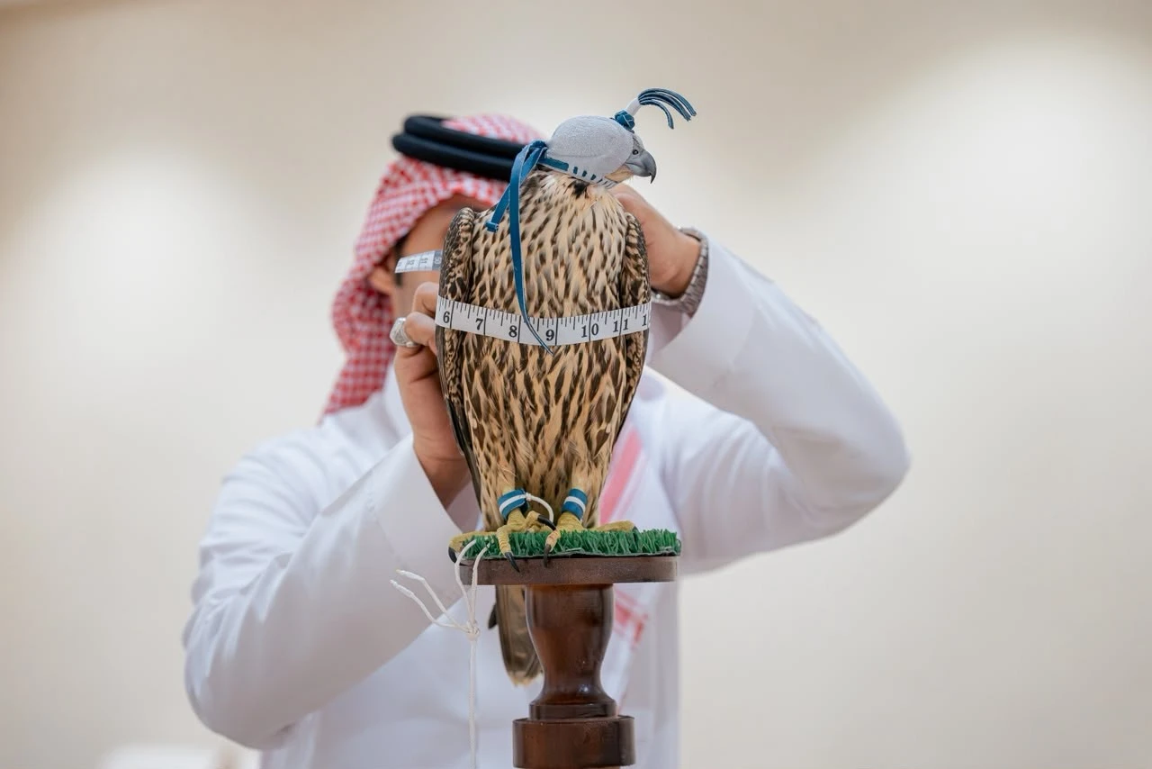 الصقور المهاجرة.. موسم يترقبه طوّاريح شمال المملكة