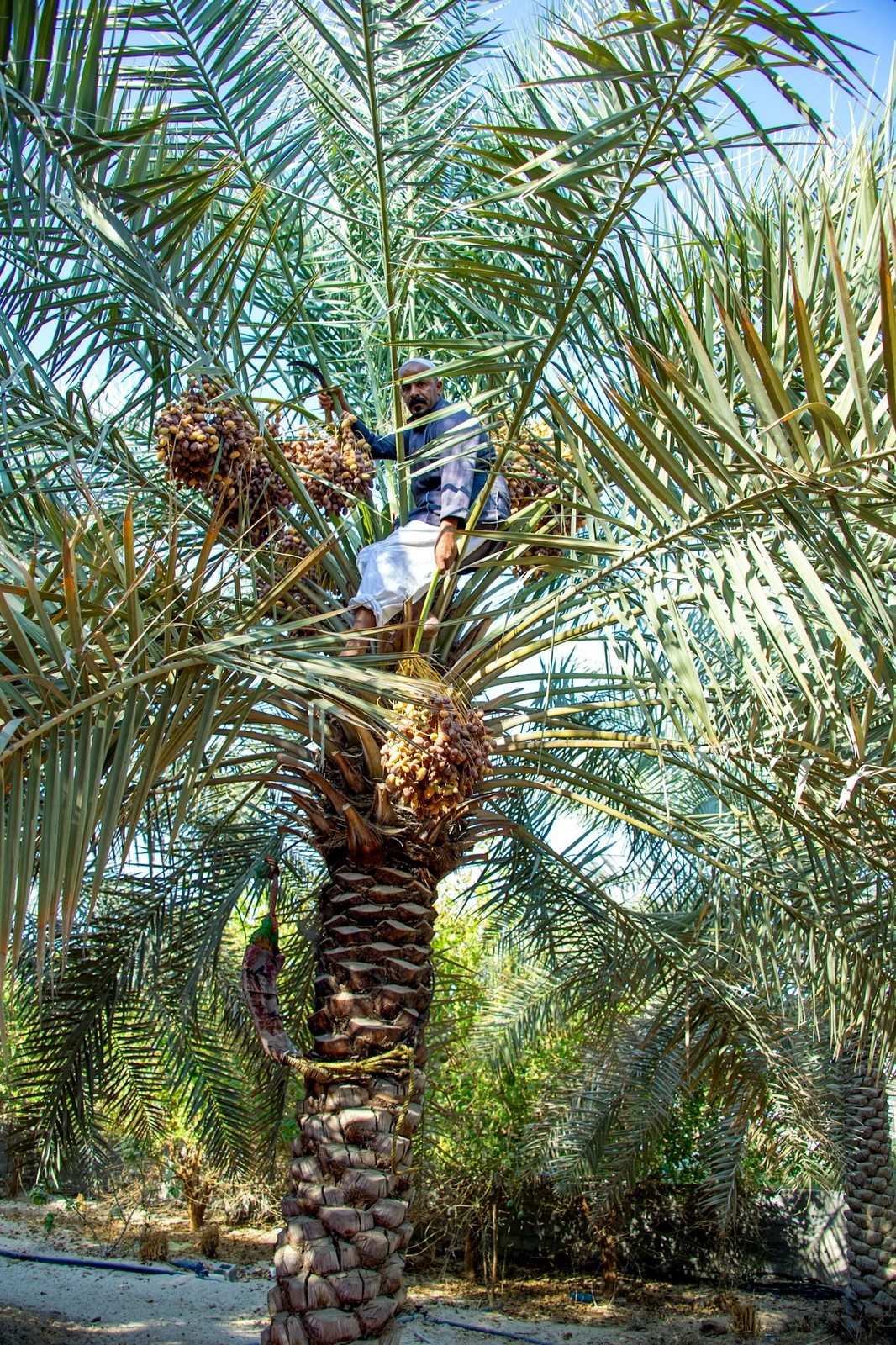بدء الحصاد السنوي في الأحساء بموسم "صرام التمور"