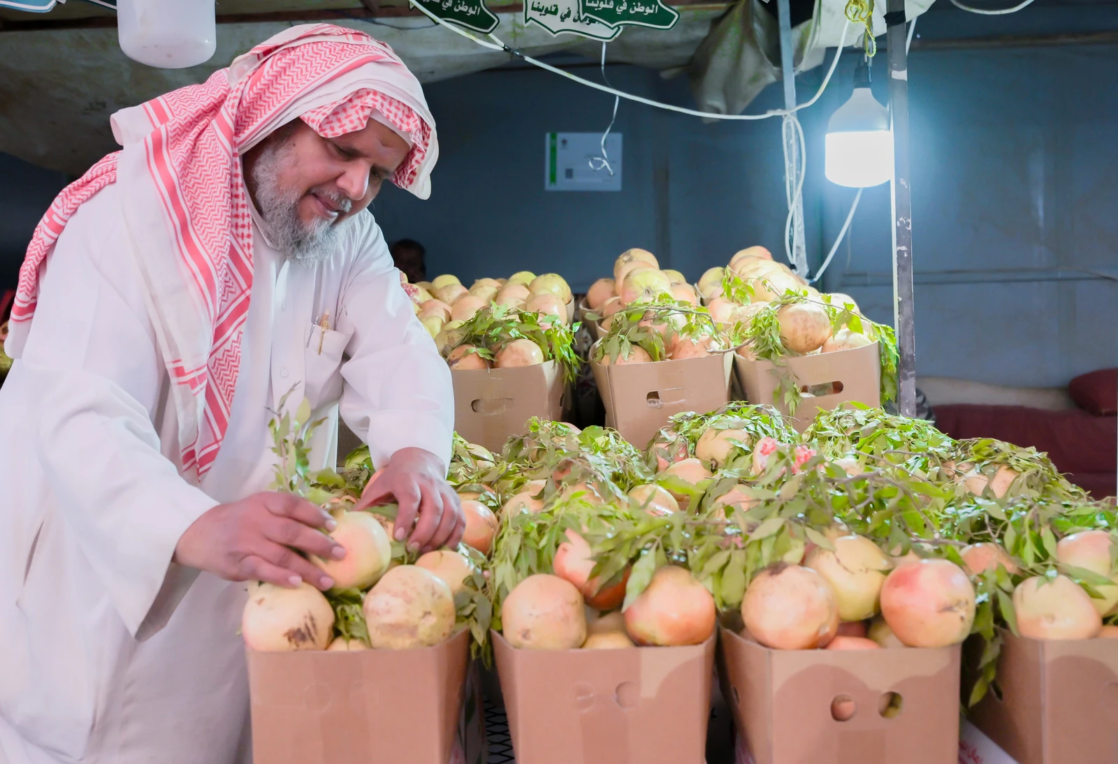 بدء جني الرمان في الباحة بإنتاج يتجاوز 10 آلاف طن