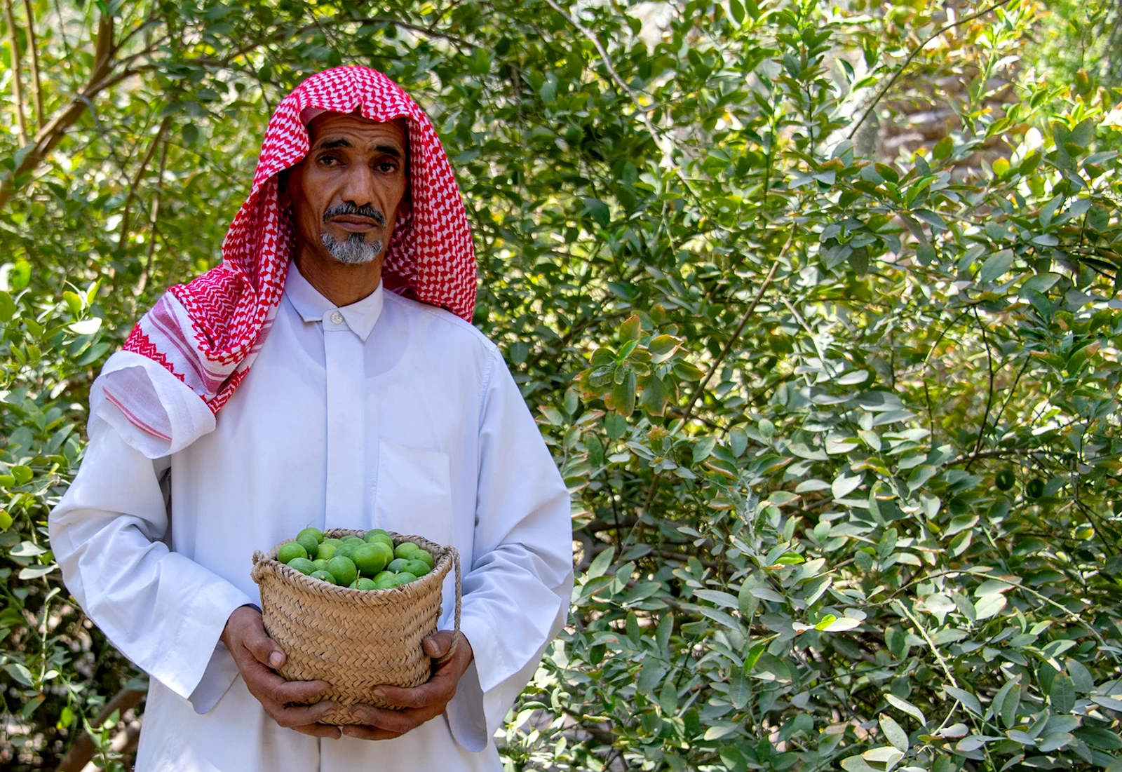 "اللومي الحساوي" موروث زراعي بقيمة غذائية واقتصادية