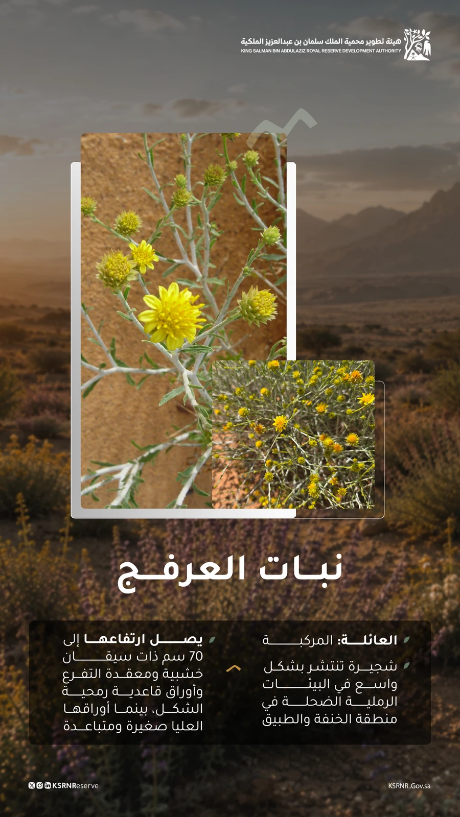 نبات العرفج يعزز التنوع البيئي في محمية الملك سلمان