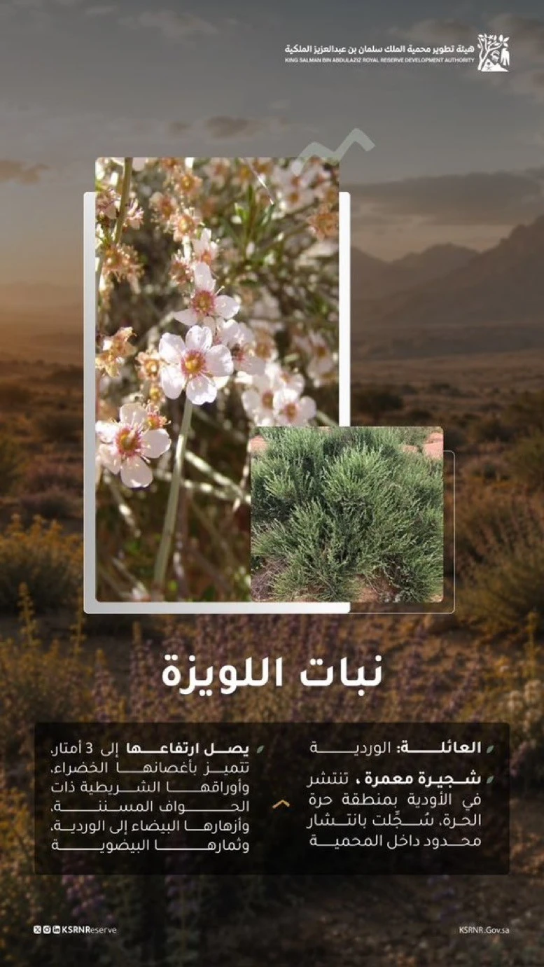 الحنوة واللويزة.. عطر الطبيعة بمحمية الملك سلمان