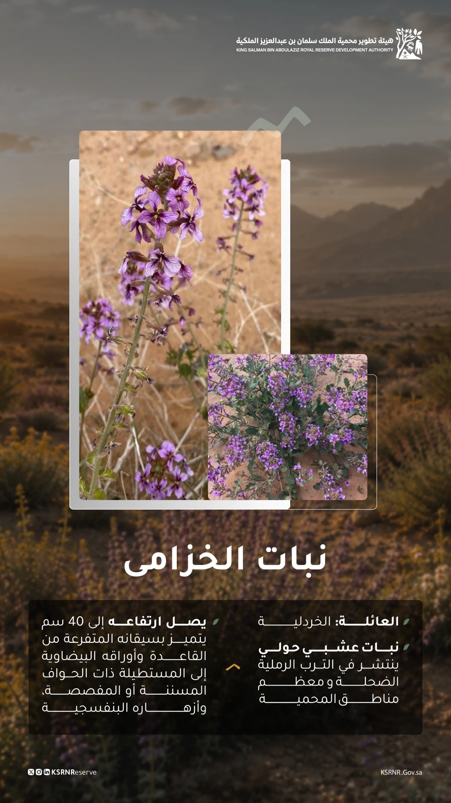 الجثجاث والخزامى.. زهور تزين محمية الملك سلمان