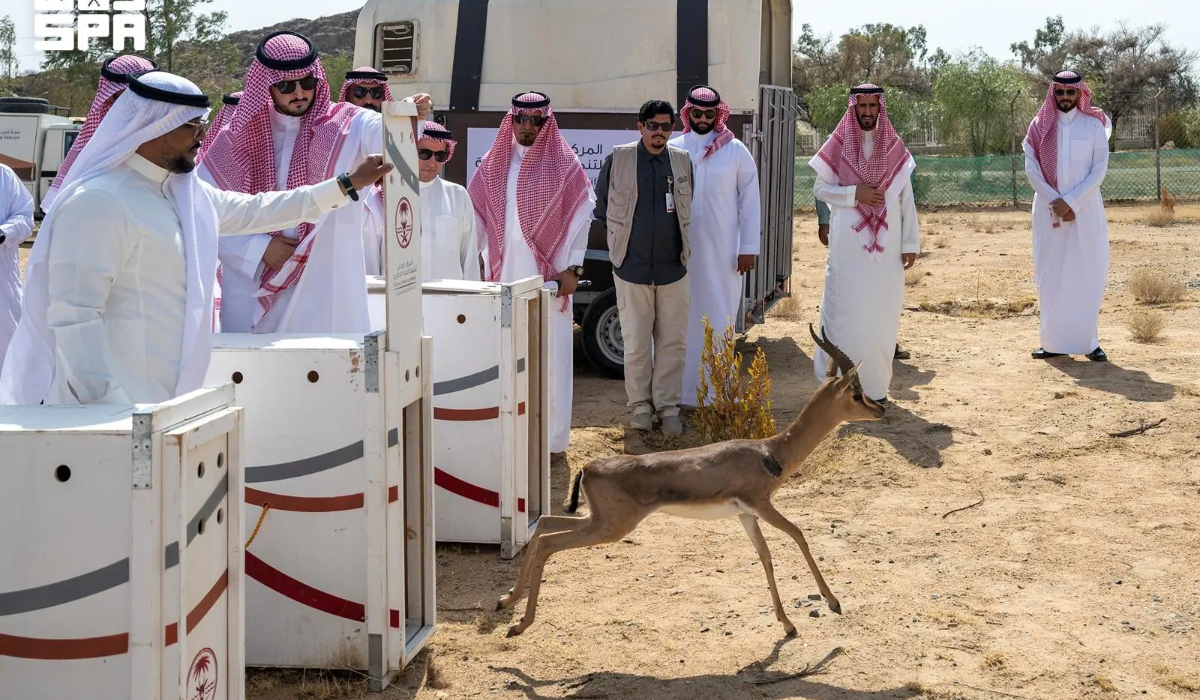 Taif governor releases endangered native wildlife into national park to boost biodiversity