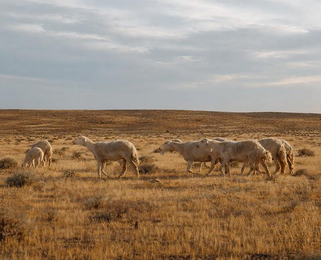 Uncontrolled grazing strips vegetation before plants can mature and produce seed, triggering soil erosion, reduced water retention and rangeland degradation. (SPA photo)