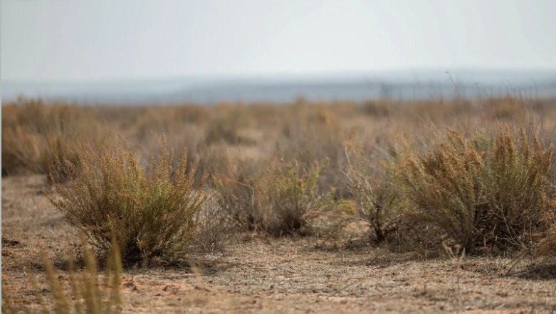 The Imam Turki bin Abdullah Royal Nature Reserve Development Authority has reported a sharp drop in the frequency of dust storms within the reserve in 2026,]. It attributed the decline to expanded vegetation cover, reduced soil erosion and broader land-restoration efforts. (SPA)