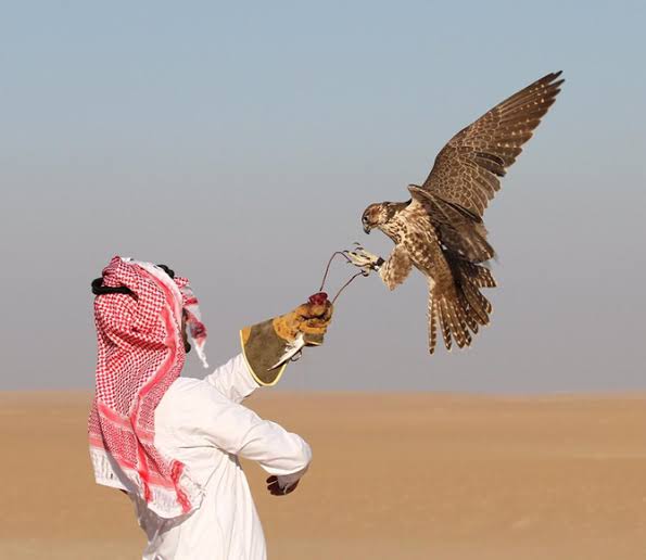 Horse and falcon traditions in Northern Borders expand into organized leisure and tourism
