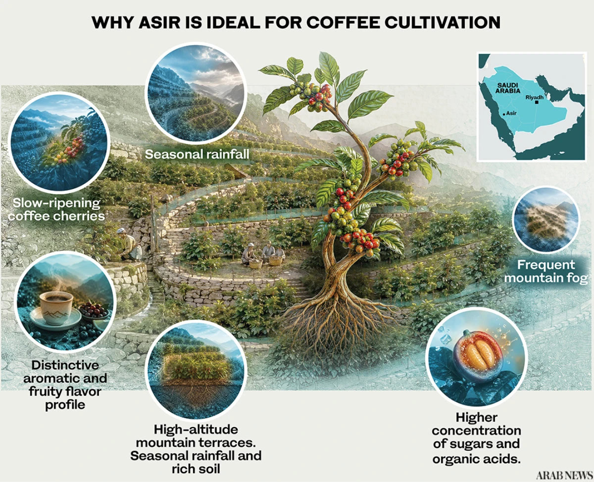How Asir is brewing a sustainable future for Saudi coffee