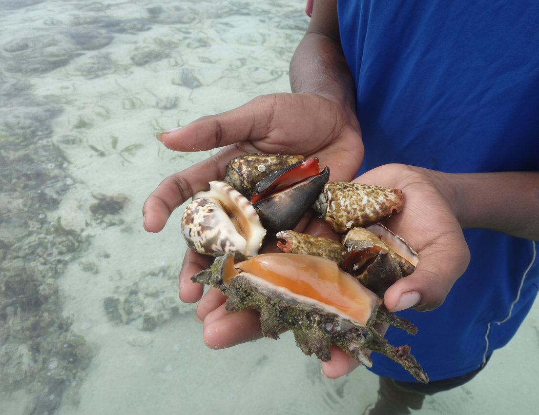 KAUST-led study finds shellfish and other aquatic invertebrates are nutritional powerhouses