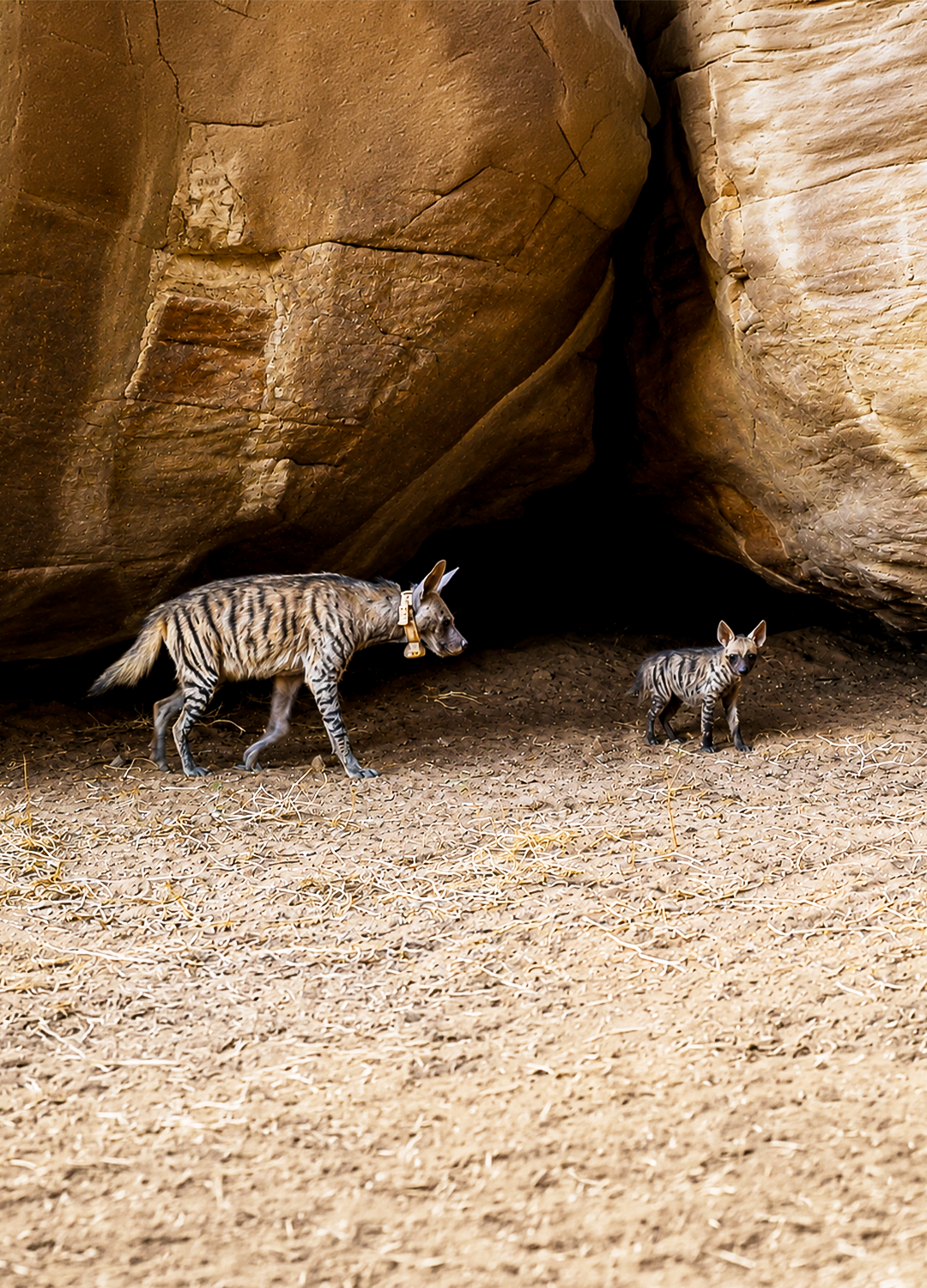 Striped hyenas play an important role in desert and mountain ecosystems. (Supplied)