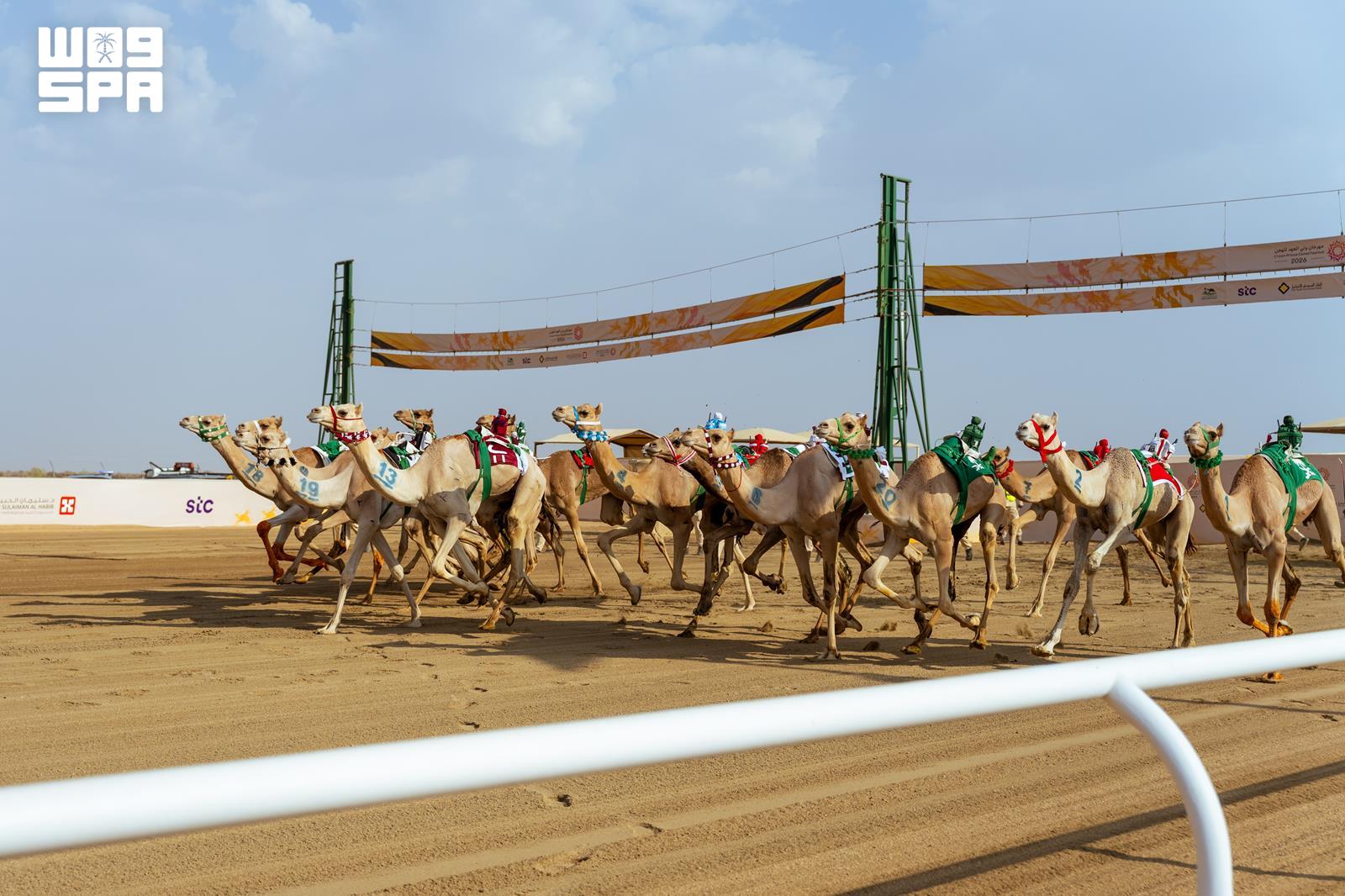 114 camels worth up to $131m entered in Crown Prince Camel Festival finale