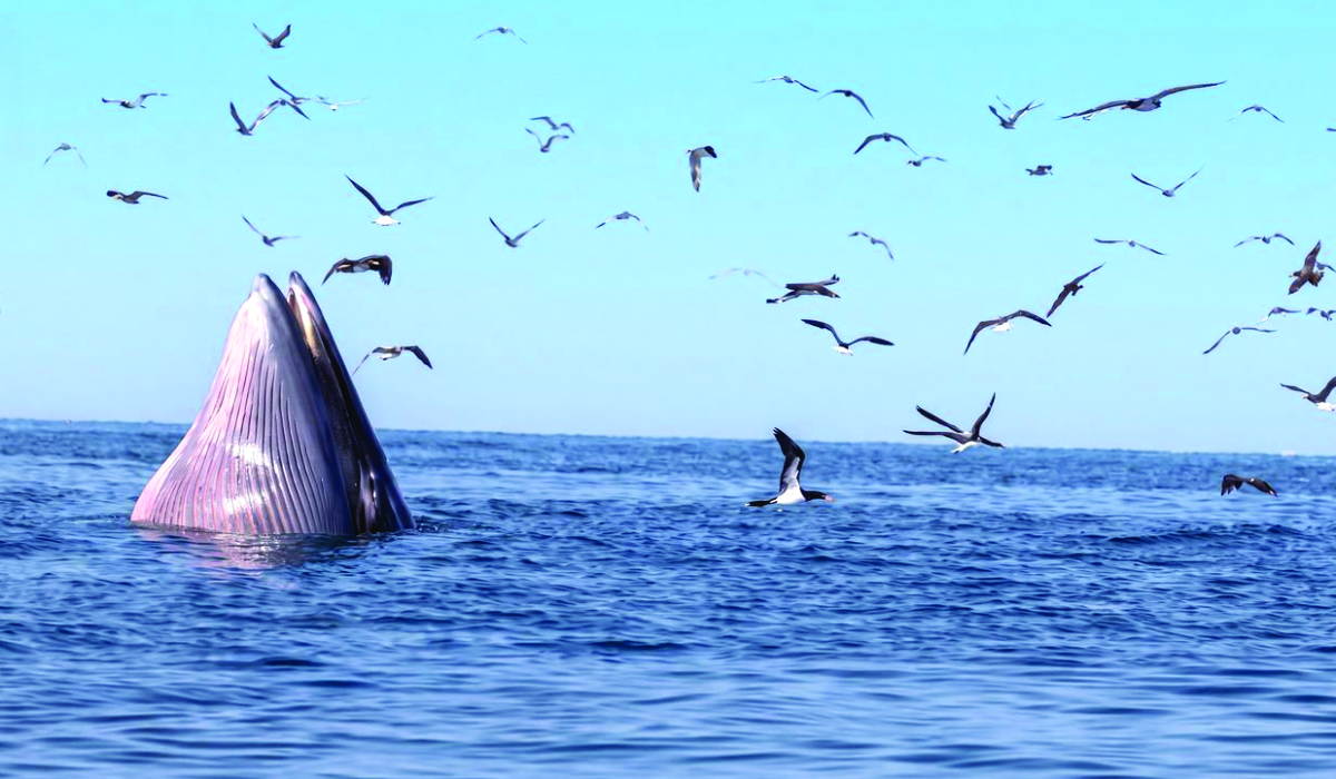 Visitors could encounter Bryde’s whales and other marine wildlife around the Farasan Islands. (SPA)