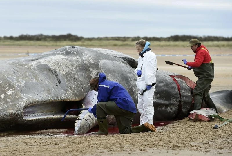 Iceland looks to end whale hunting