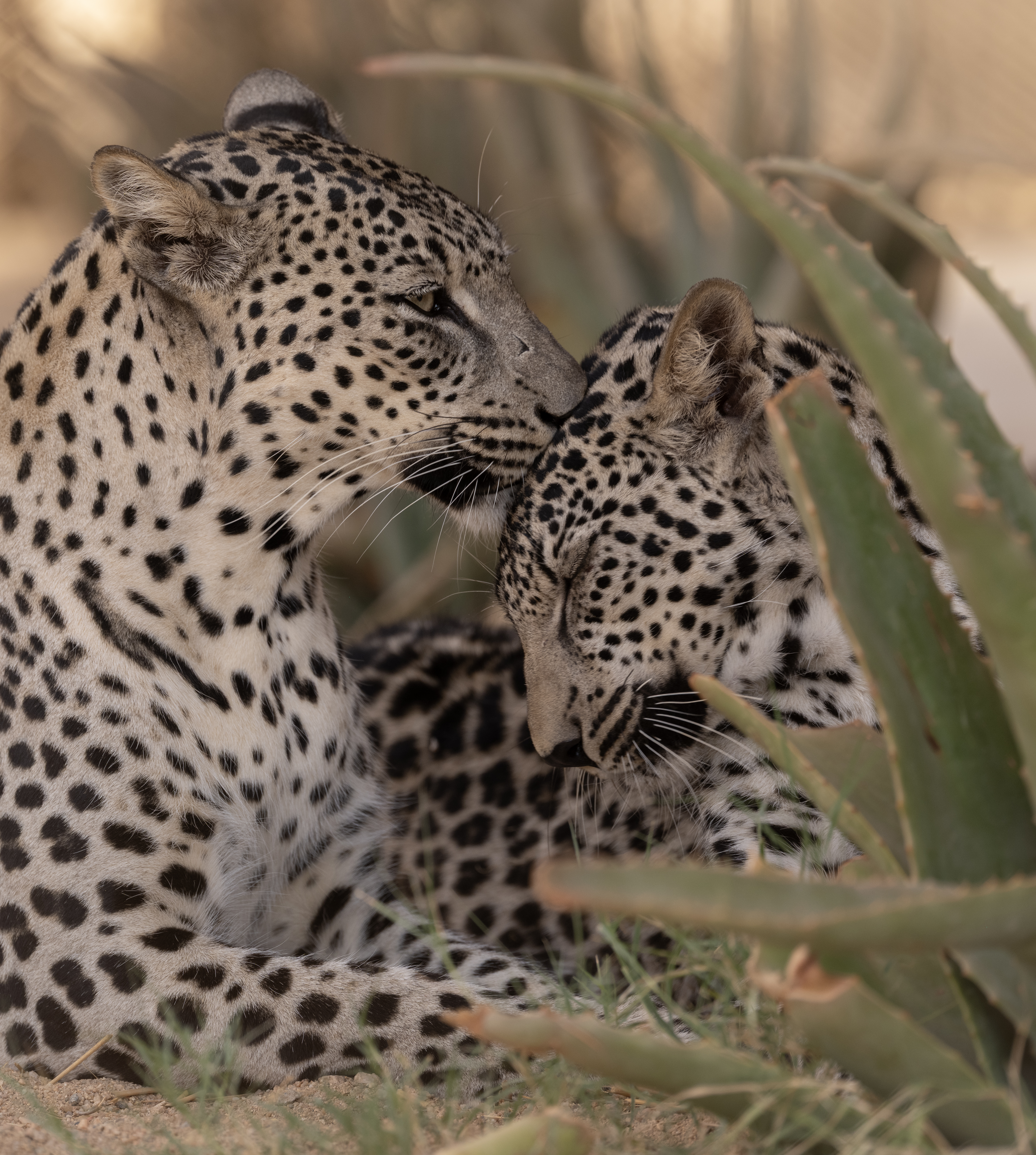 Arabian Leopard Breeding Centre, Taif, Saudi Arabia. (Supplied)
