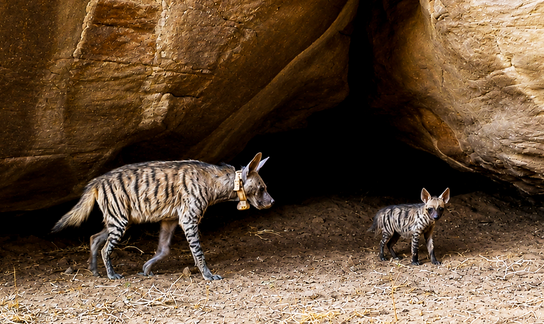 Striped hyenas play an important role in desert and mountain ecosystems. (Supplied)
