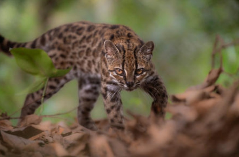 Meet Earth’s newest wild cat species, the first named in over a century