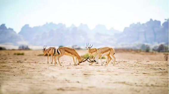 Wildlife tour