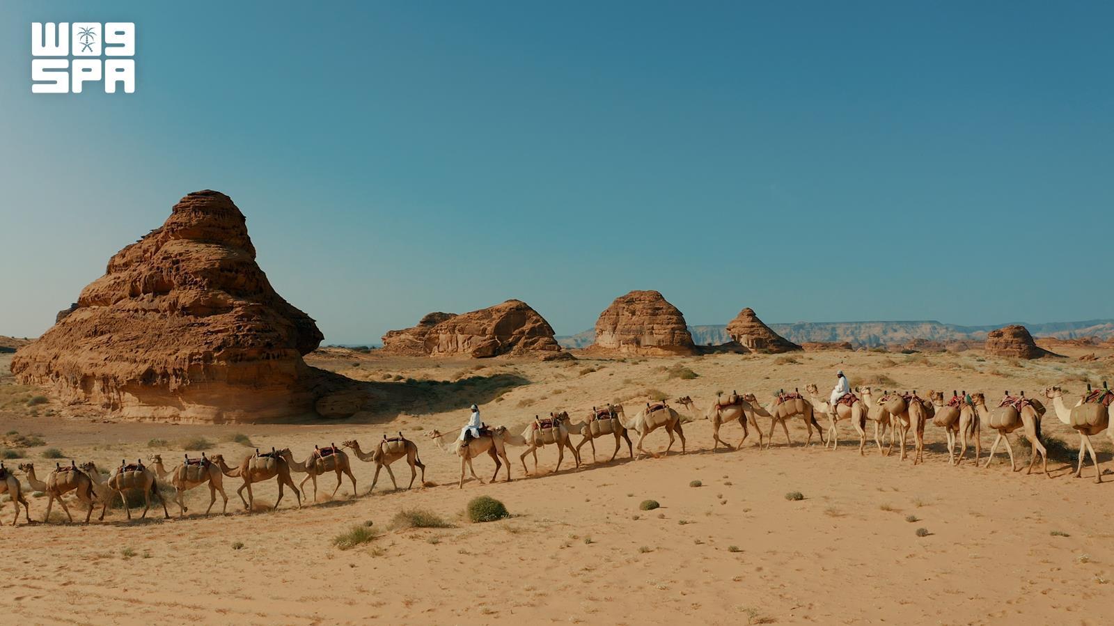 Saudi Arabia’s camel passport gives each camel a unified digital identity linked to its health, ownership, breeding and movement records. (SPA)