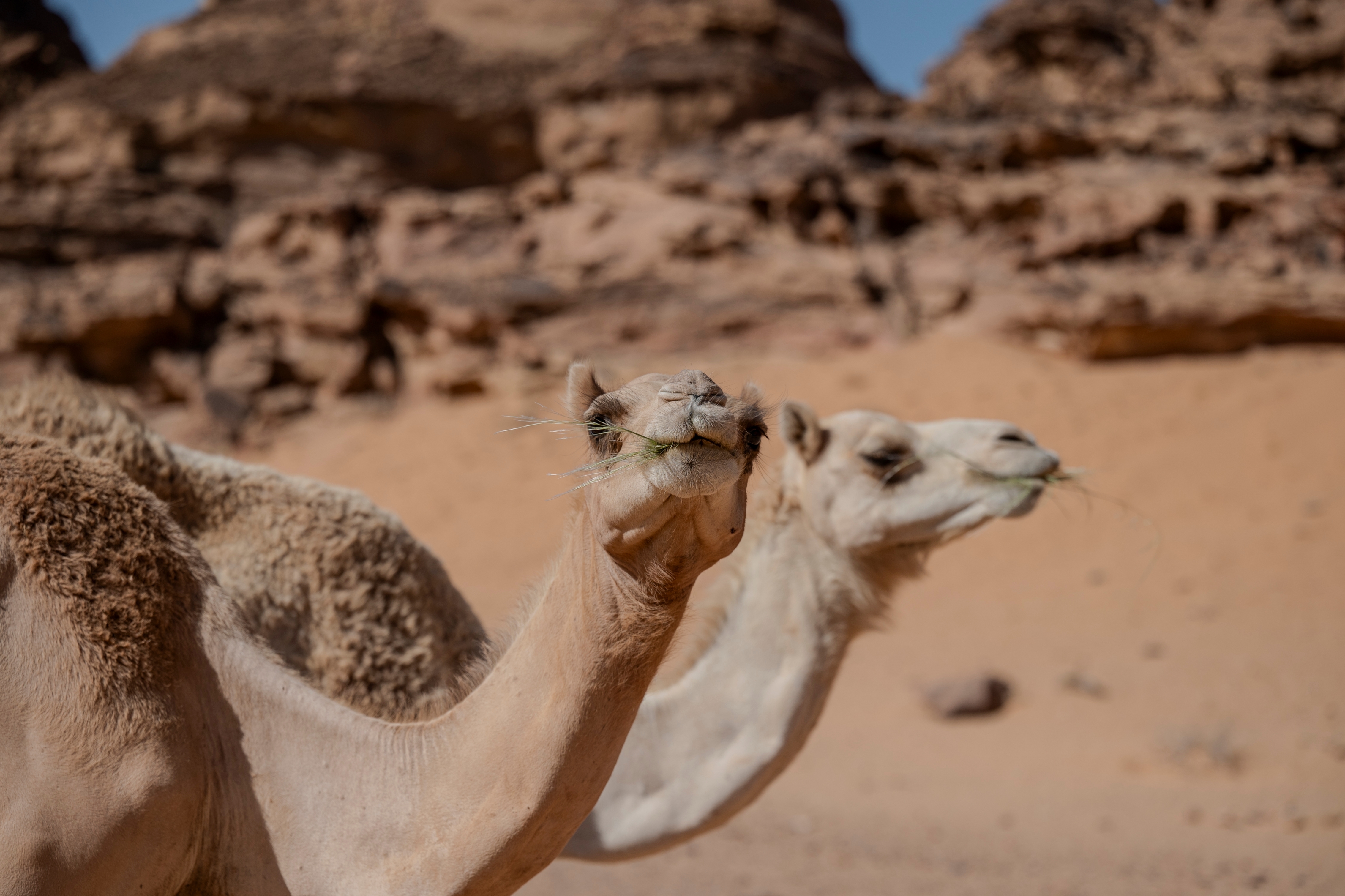 Camels help sustain arid ecosystems by dispersing seeds, consuming hardy vegetation and placing minimal pressure on fragile desert soils. (Shutterstock)