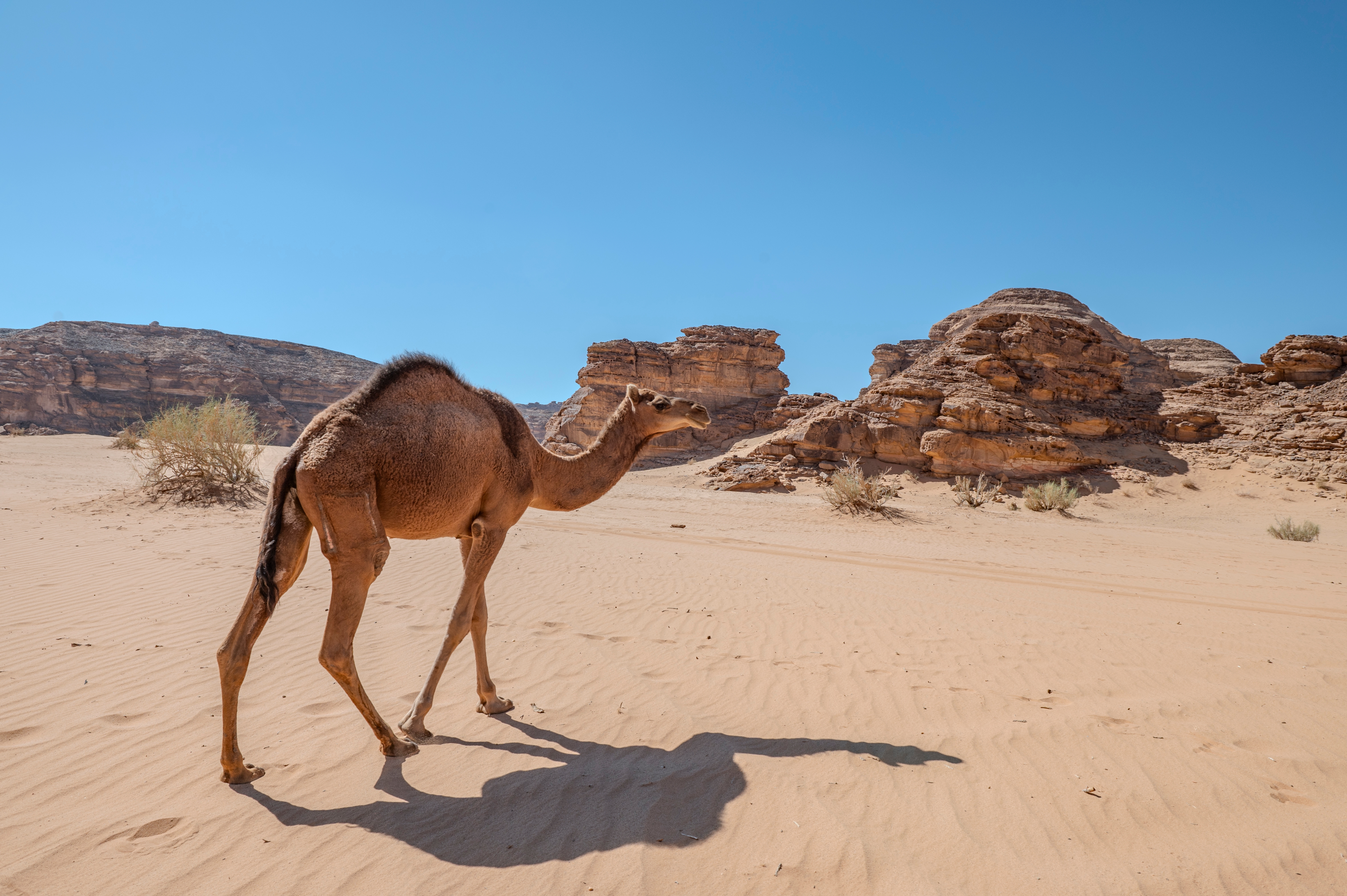 Saudi Arabia turns camel tracking into a tool for sustainability