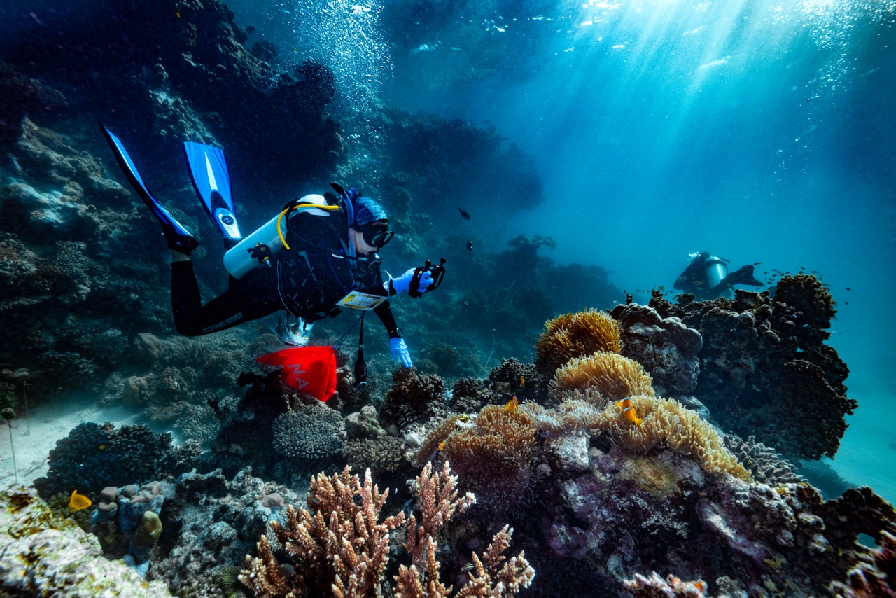 Red Sea Marine Heatwave: KAUST Team Tests Coral Resilience | Press Glob