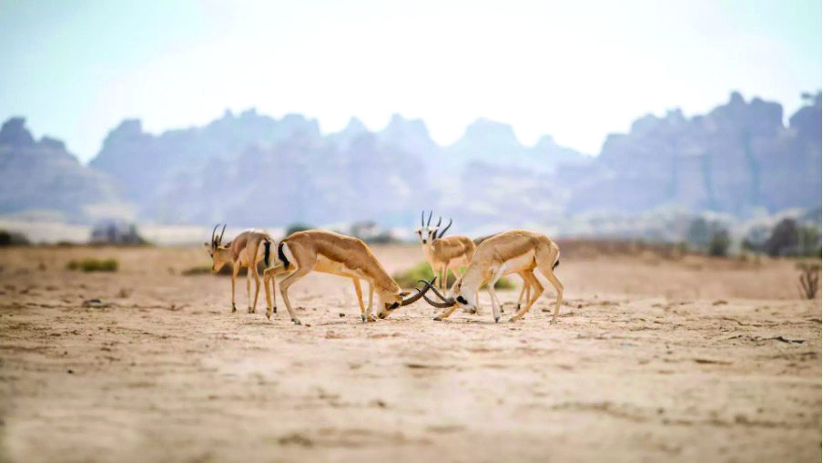 Wildlife tour