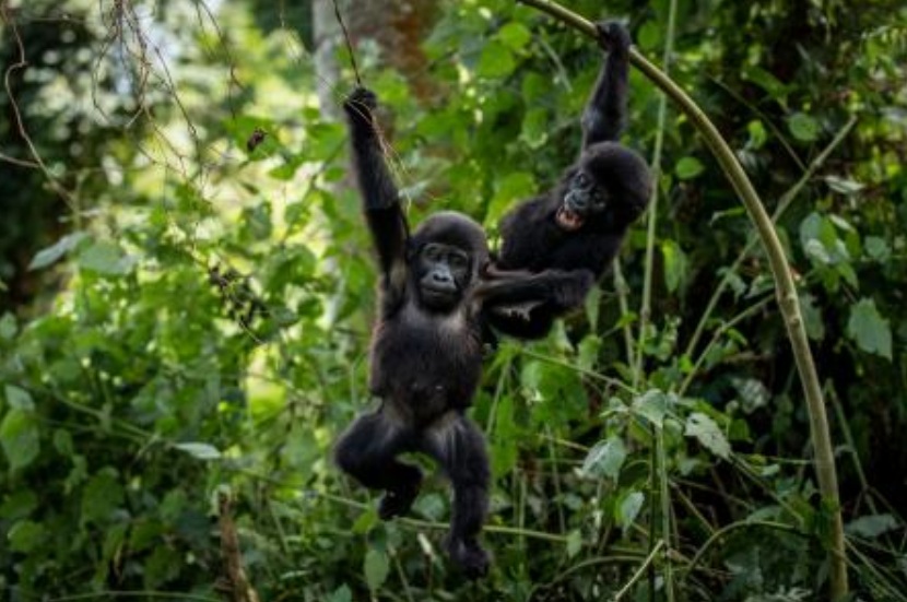 Ugandans plant trees near national park to keep people out of gorillas’ habitat