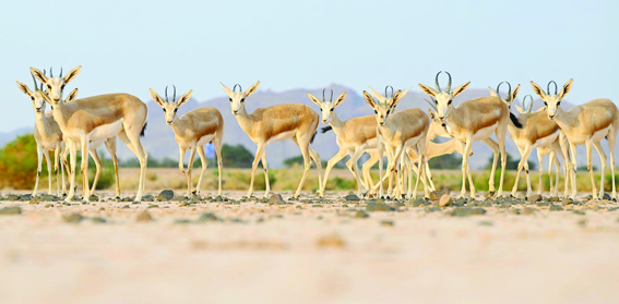 Wildlife tour