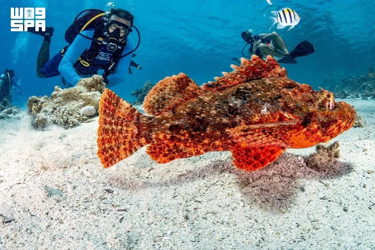 Saudi waters offer a major competitive advantage through their rich marine biodiversity. National Center for Wildlife studies have recorded more than 1,200 fish species and over 300 coral species. (SPA)