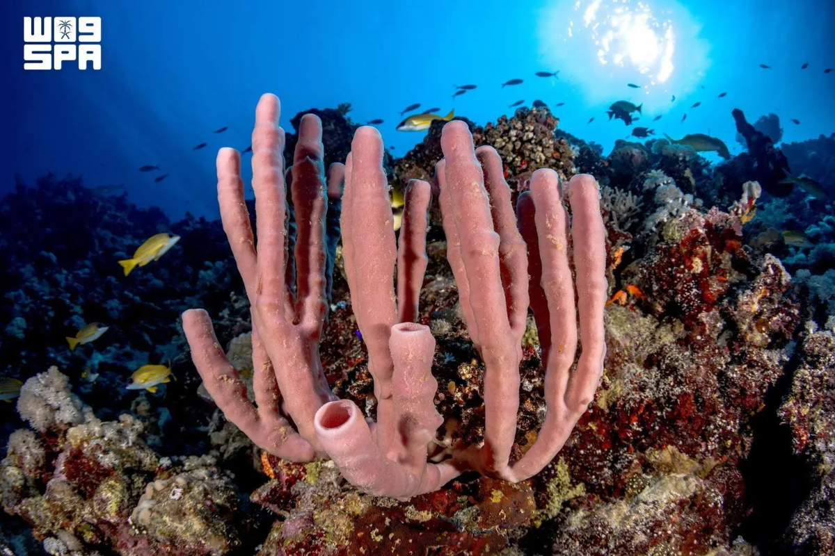 Saudi waters offer a major competitive advantage through their rich marine biodiversity. National Center for Wildlife studies have recorded more than 1,200 fish species and over 300 coral species. (SPA)