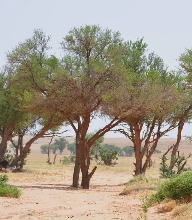 Mature acacia trees are a cornerstone of desert ecosystems and a decades-old natural heritage at Imam Turki bin Abdullah Royal Reserve. (Supplied)