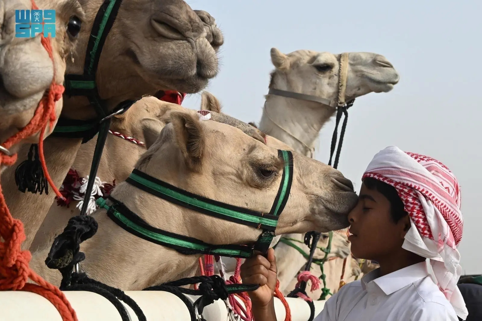 Saudi camel trading rules protect buyers, animals