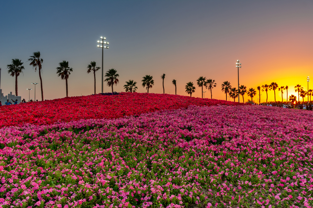 How the search for oil solved the enigma of flowering plants