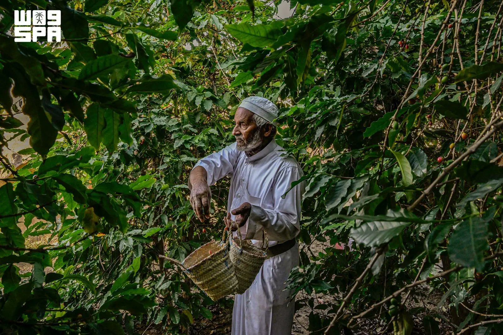 Saudi coffee reaffirms its authenticity as a cultural heritage on International Coffee Day