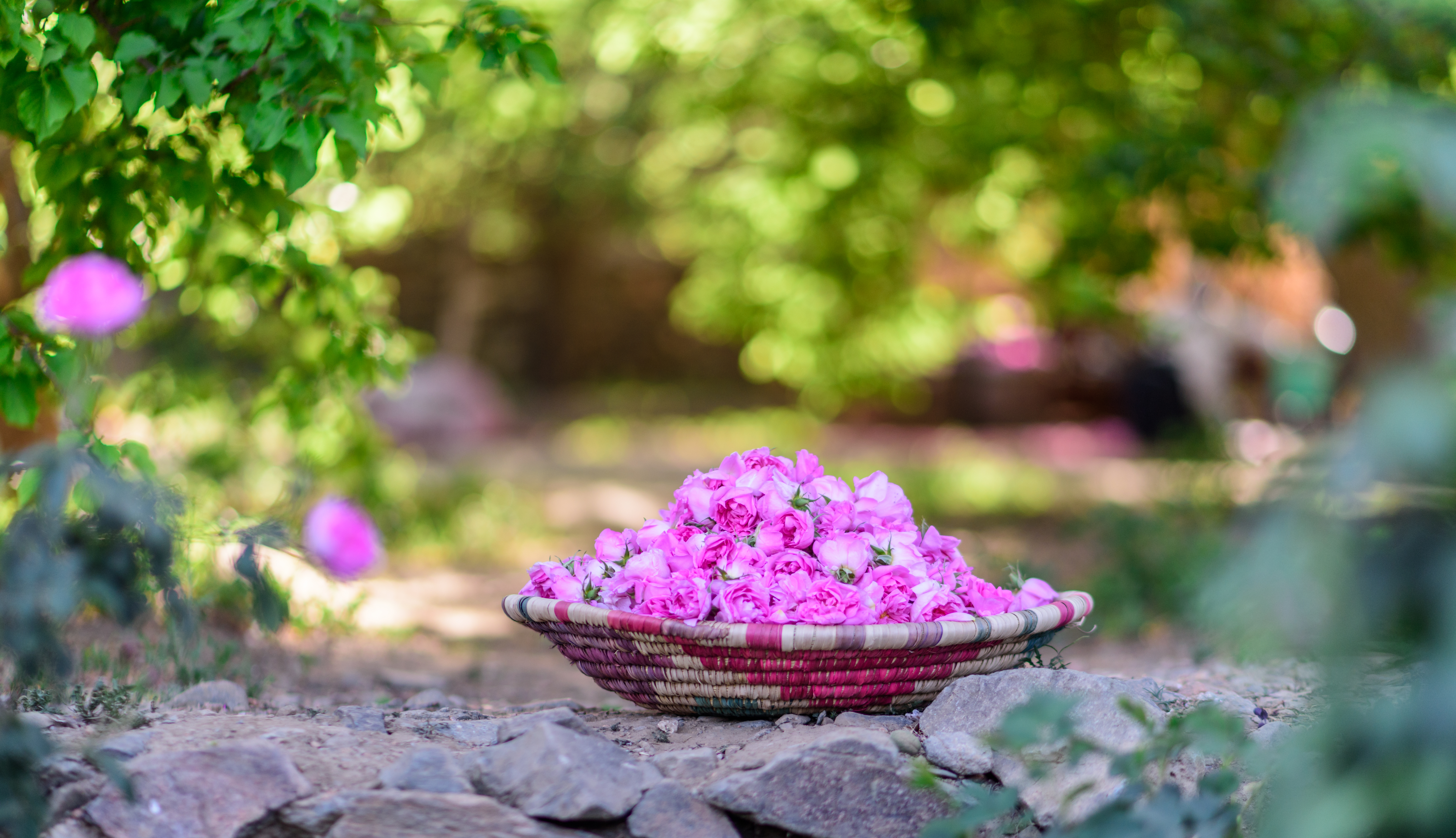 Taif rose