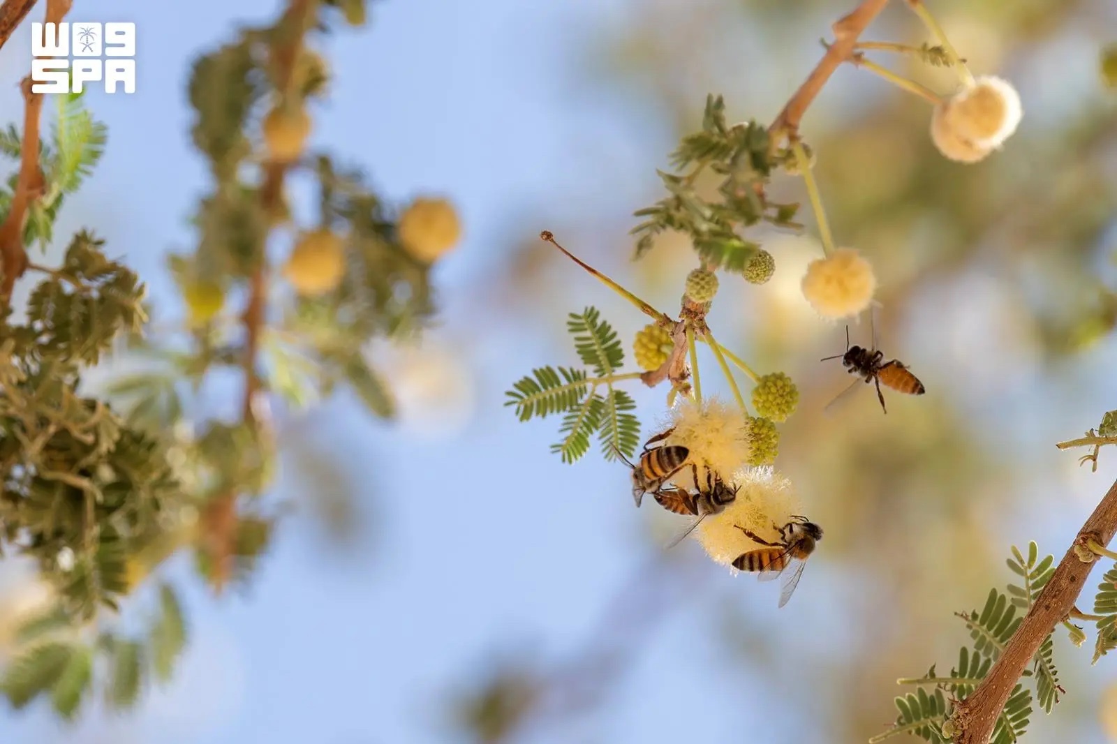 Young trees can create cooler, more stable microclimates, but saplings must be protected from overgrazing to survive. (SPA)