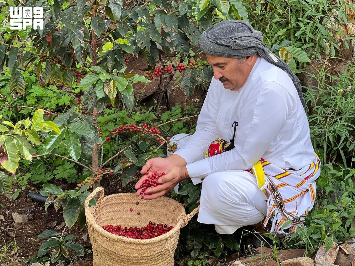 The number of active coffee farms has surpassed 1,400, reflecting growing interest in the crop and its economic potential for mountain communities. (SPA)