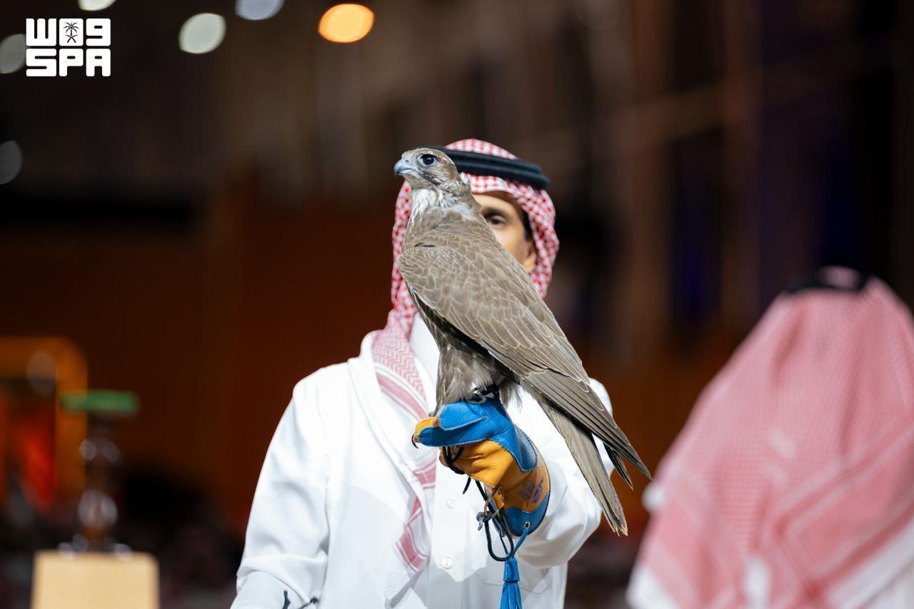 The Mongolian saker is particularly valued for its large size, broad wingspan and endurance, qualities that have made it one of the most sought-after falcons in the region. (SPA)