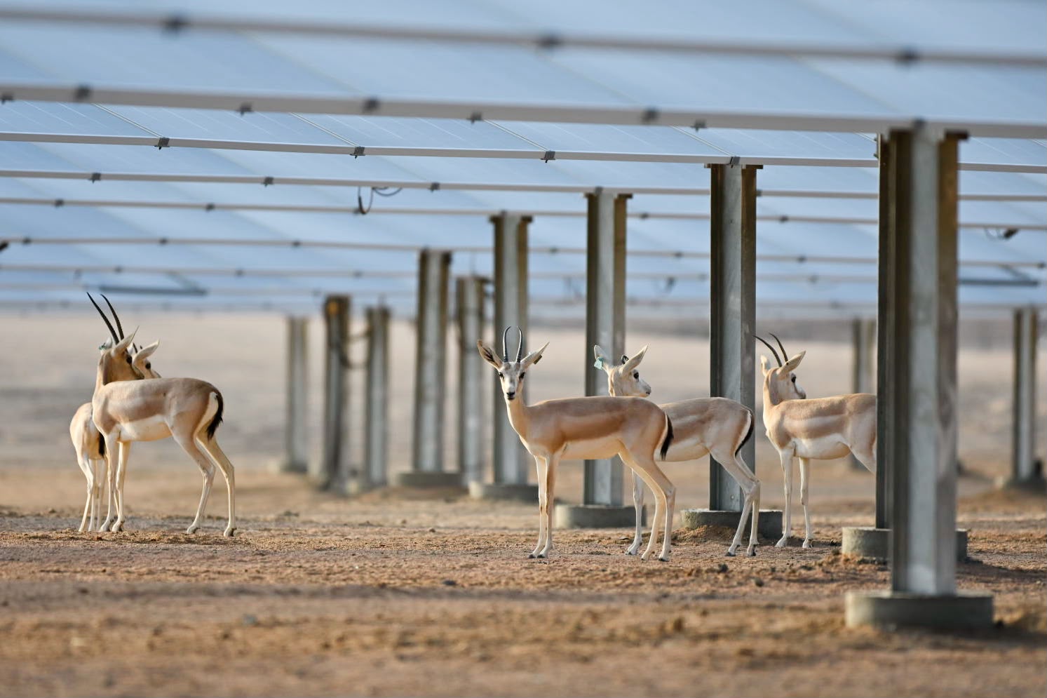 Saudi solar park becomes breeding ground for threatened gazelles
