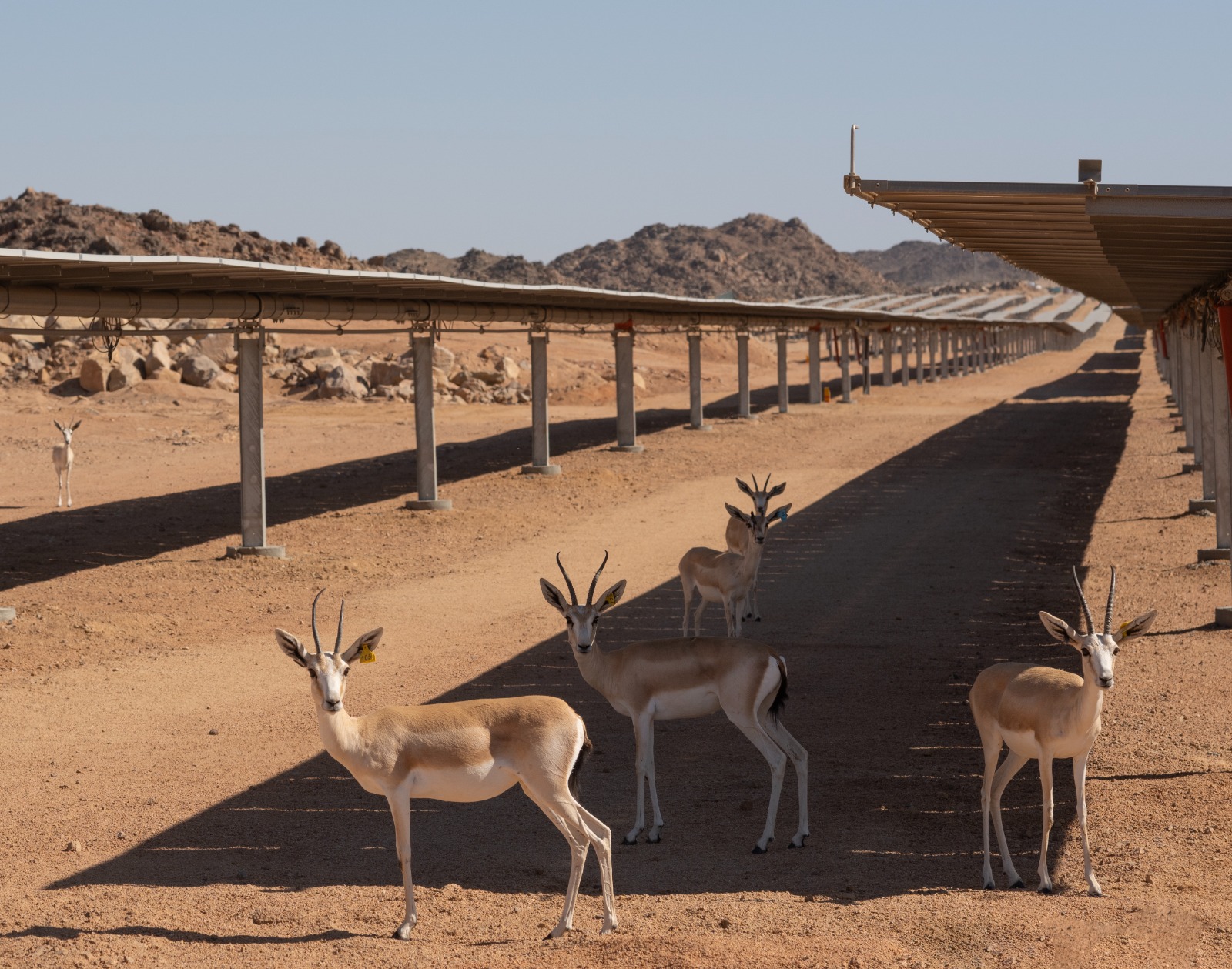 Saudi Solar Park becomes a breeding ground for yhreatened wildlife in global first. (Supplied)