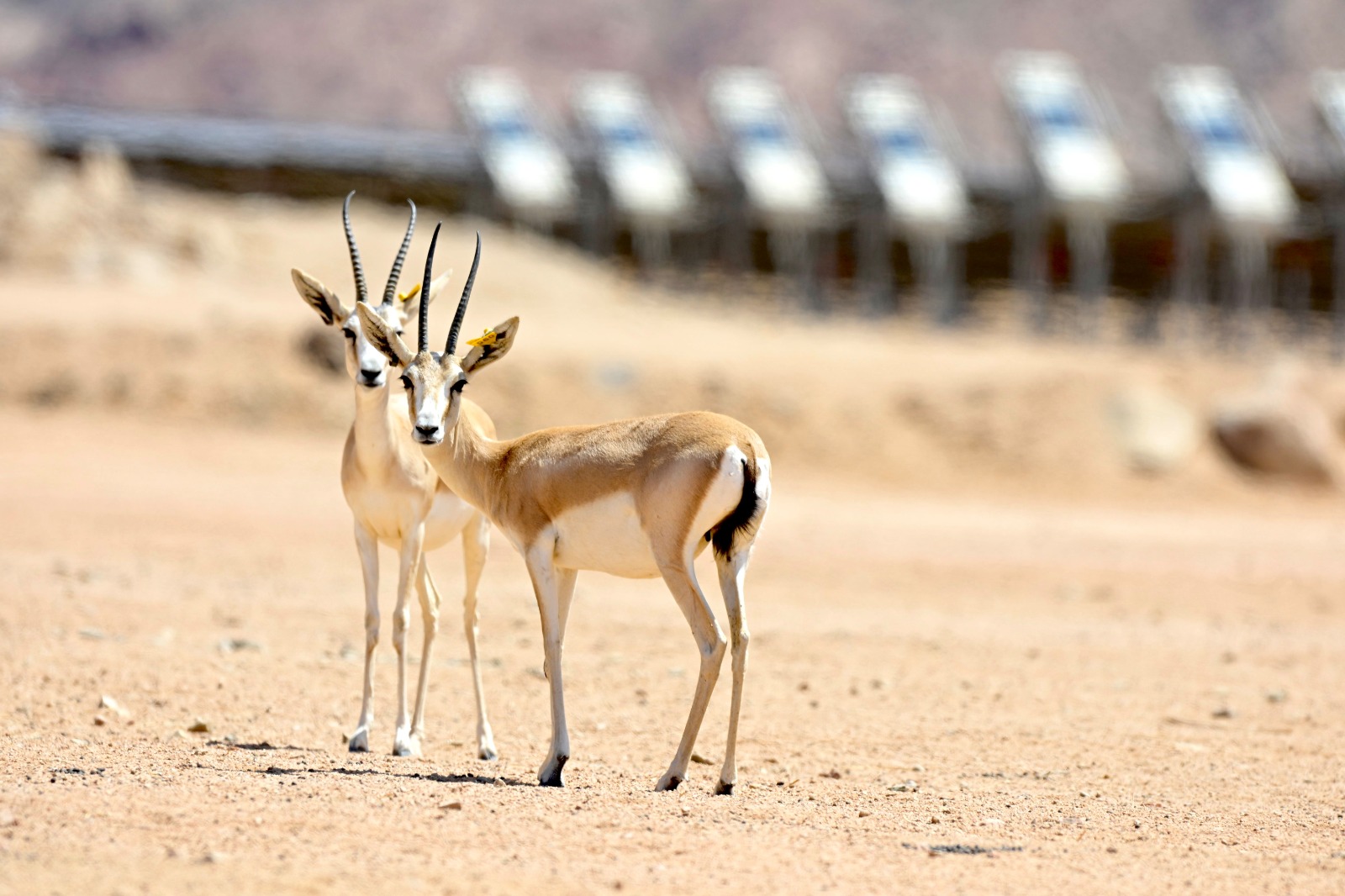 Saudi Solar Park becomes a breeding ground for yhreatened wildlife in global first. (Supplied)