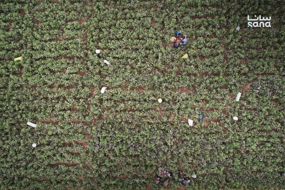 In western Syria’s fertile Ghab depression, farmers planted only 44,000 square meters this season, falling staggeringly short of the targeted 4.5 million square meters. (SANA photo)