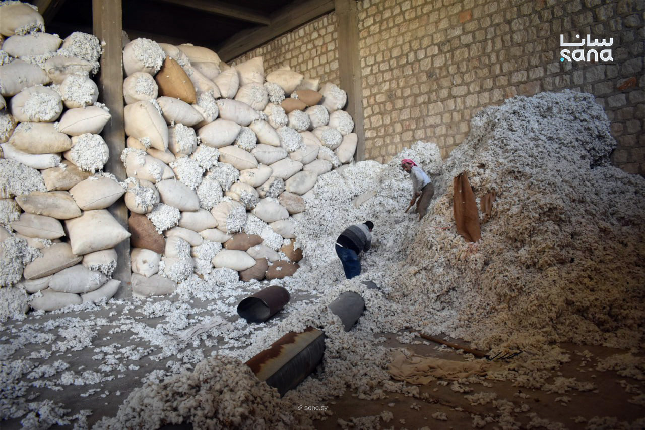 For the cotton industry to regain a sustainable production cycle, Syria must address challenges extending from cultivation and collection to ginning, spinning, weaving and marketing.  (SANA photo)