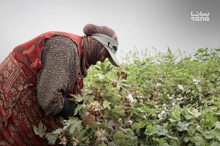 A Syrian woman harvests cotton in a Raqqa field, Oct. 7, 2026. (SANA photo)