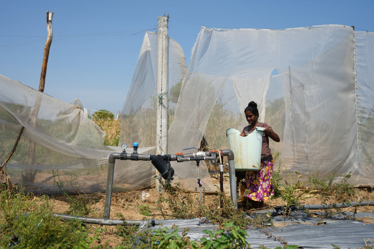 Pathmini Ariyadasa removes a container from her drought hit vegetable field in Medirigiriya, Sri Lanka, on Sept. 13, 2026. (AP Photo/Eranga Jayawardena)