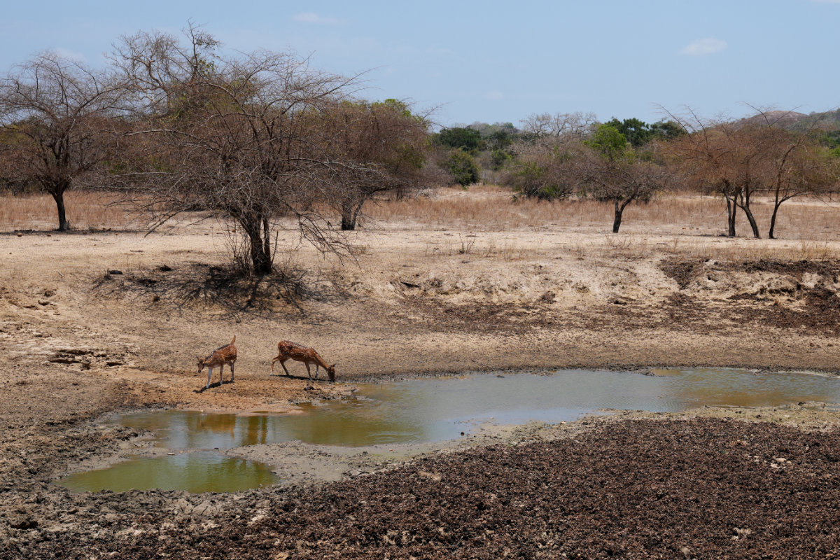 Ceylon spotted deer drink from a water hole that has shrunk due to a drought in Yala National Park in Yala, Sri Lanka, Sept. 11, 2026. (AP Photo/Eranga Jayawardena)