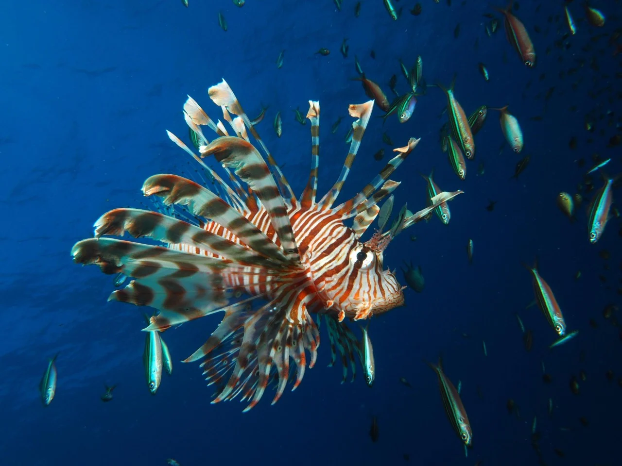 Coral cover and the survival of relocated corals tell only part of the story. (RSG)