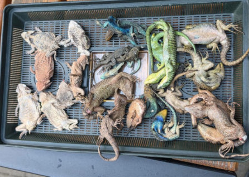 Mexican traveler nabbed with snakes, lizards at German airport