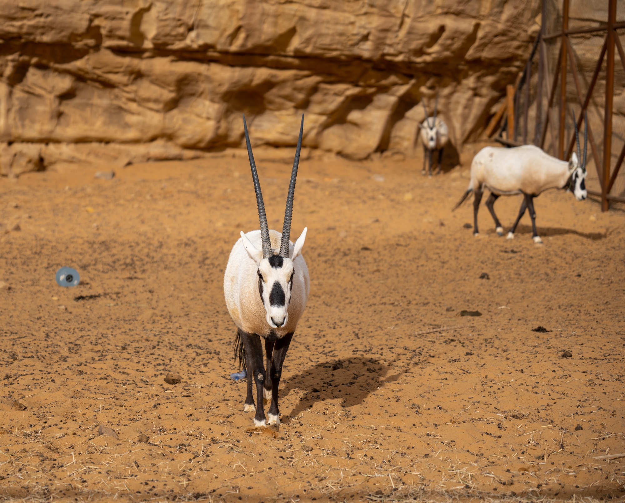 They use camera traps to observe wildlife including mountain gazelle, Arabian oryx, Nubian ibex, wild rabbits, and rock hyraxes without disturbing them. (Supplied)